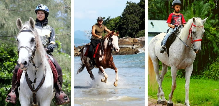  island horses langkawi