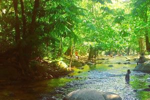 Hutan Lipur Sungai Tua