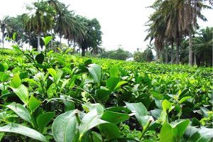 Ladang Teh Boh Bukit Cheeding