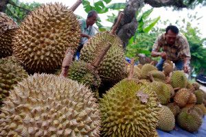 buah durian hulu langat