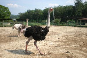 ostrich wetland semenyih langat