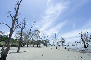 pantai kelanang banting selangor