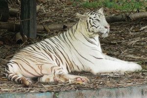 zoo-negara-gombak-malaysia