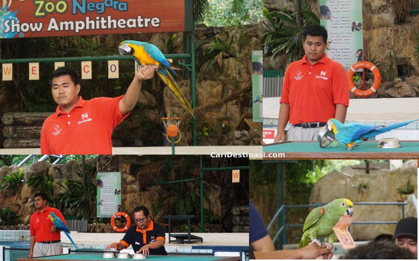 animal show zoo negara best