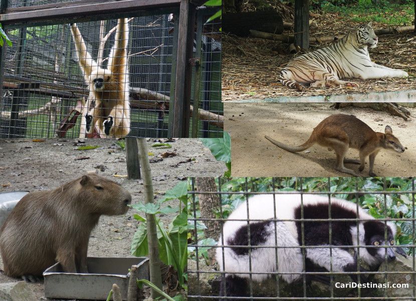 binatang menarik zoo negara