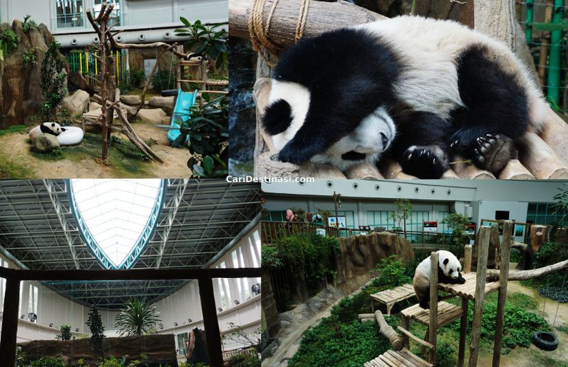 harga tiket beruang panda zoo negara