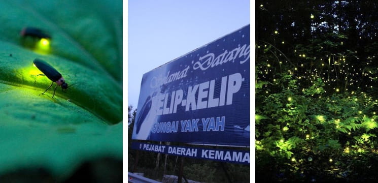 kelip kelip sungai yah yah kemaman