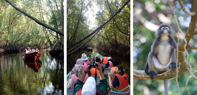 mangrove tour sungai cherating