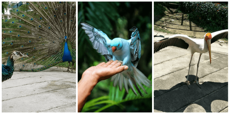 taman burung kuala lumpur