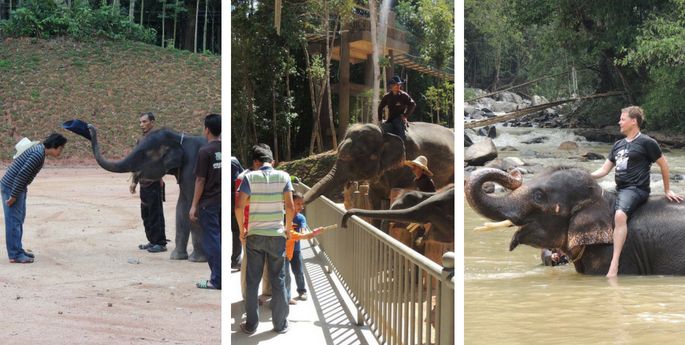  kenyir elephant village terengganu