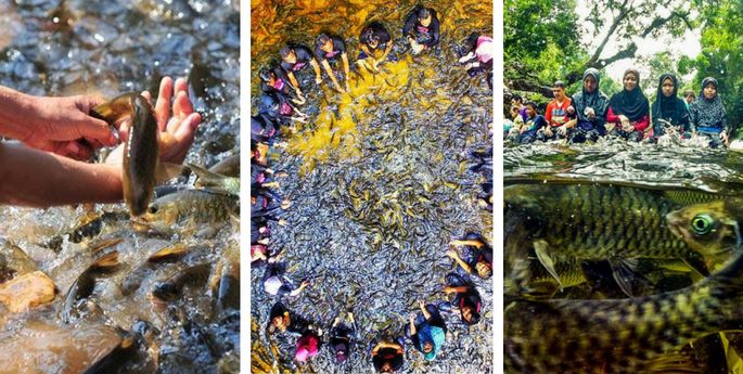  santuari ikan kelah kenyir