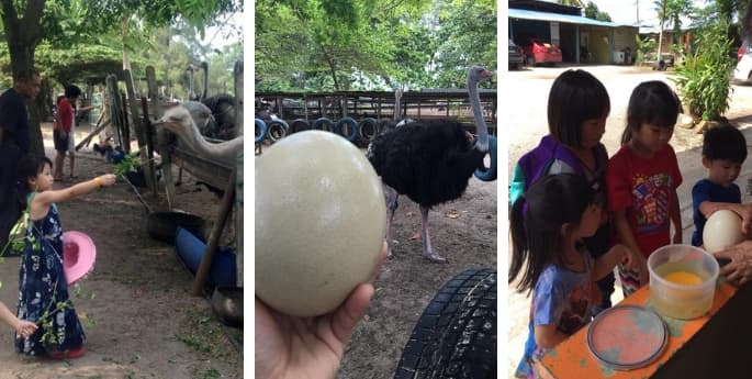 desaru ostrich farm johor