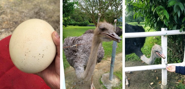 jelita ostrich show farm seremban