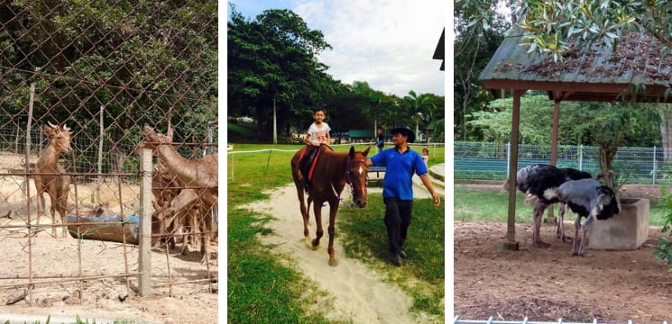 Zoo teruntum kuantan pahang