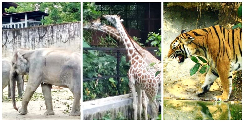 zoo-taiping-aktiviti-best-perak