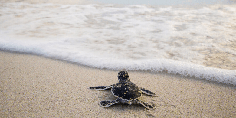 Pulau Lang Tengah - Tempat Penetasan Penyu (Turtle Hatchery)