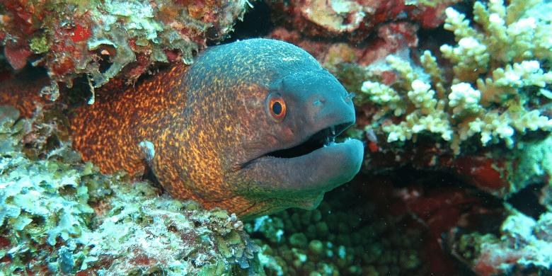 Batu Bulan