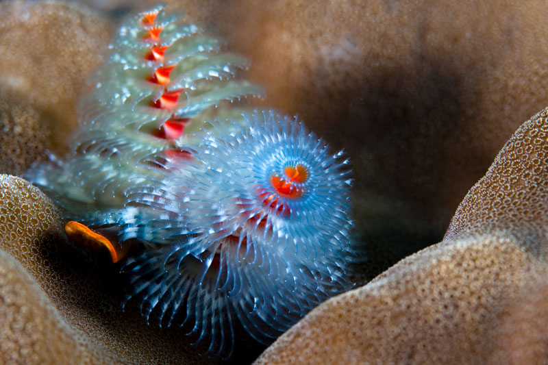 Goby Garden