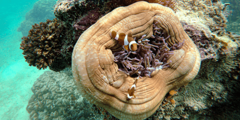 Pulau Besar Mersing - Selaman scuba