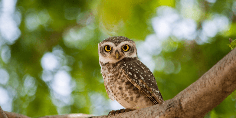 Melihat Burung Hantu