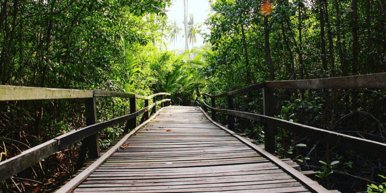 Pulau Sibu - Jelajah Hutan (Jungle Trekking)