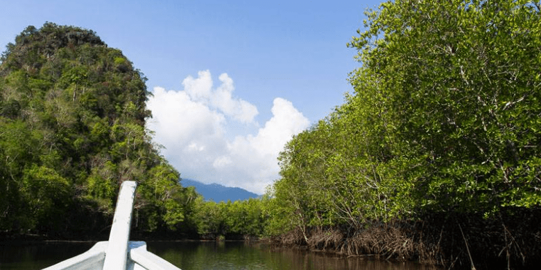 Pulau Sibu - Mangrove Trekking