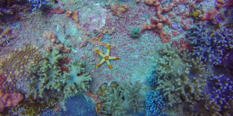 Pulau Sibu - Menyelam Scuba (Scuba Diving)