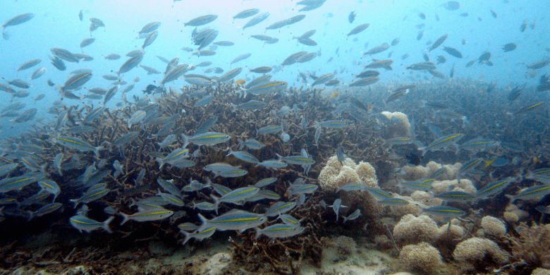 Batu Chachang