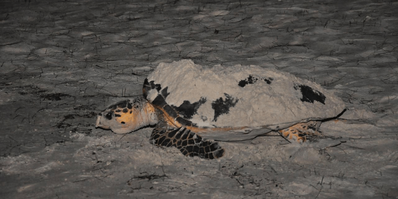 Muzium & Pusat Penetasan Telur Penyu (Turtle Hatchery) Pulau Tinggi