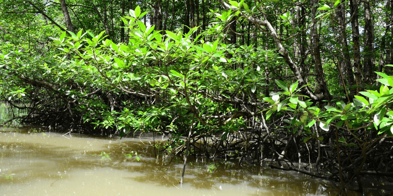 Hutan-Hutan Bakau di Pulau Tinggi