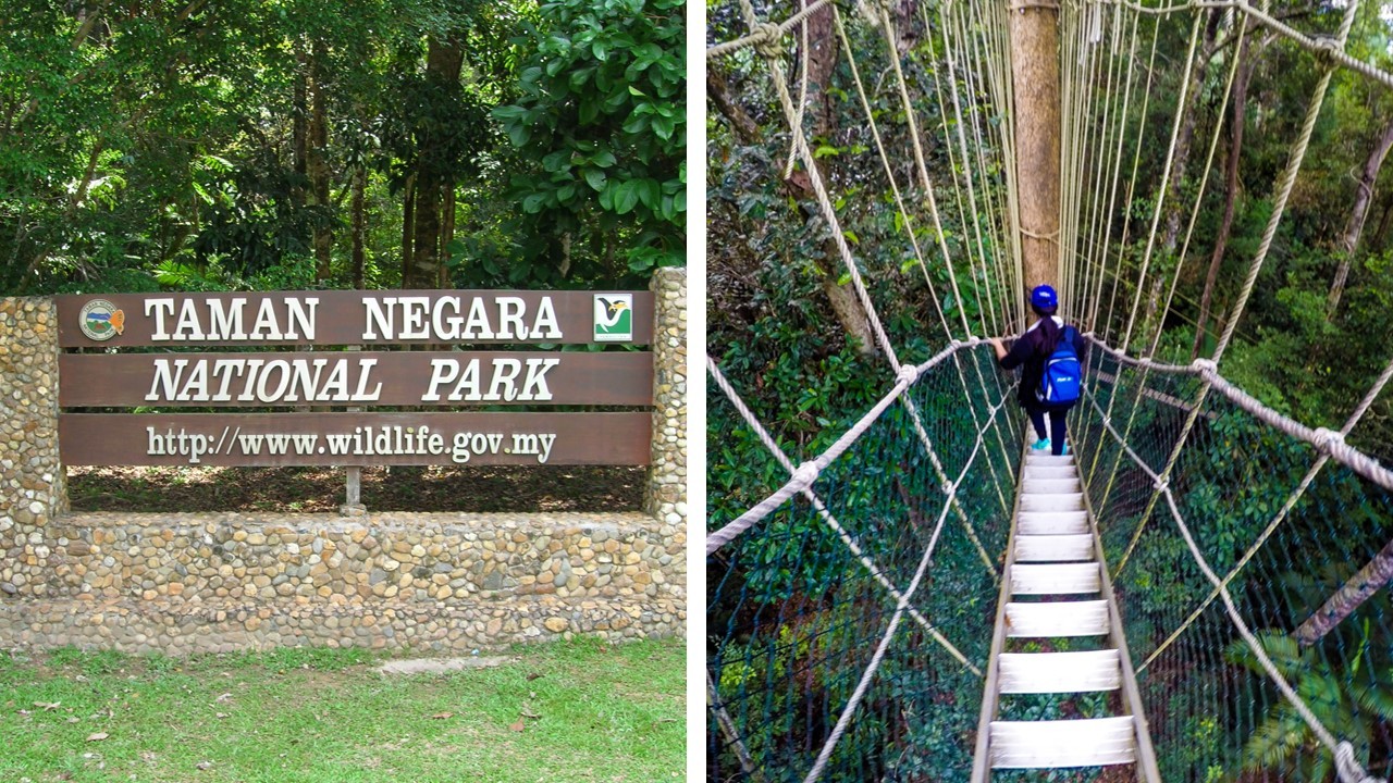 canopy walk pahang