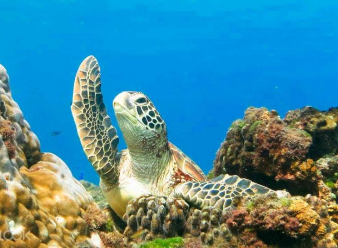 pulau terbaik scuba diving