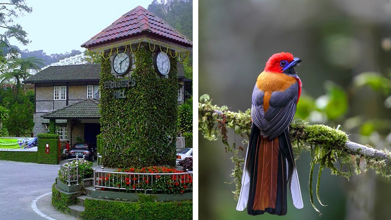 bird watching fraser hill