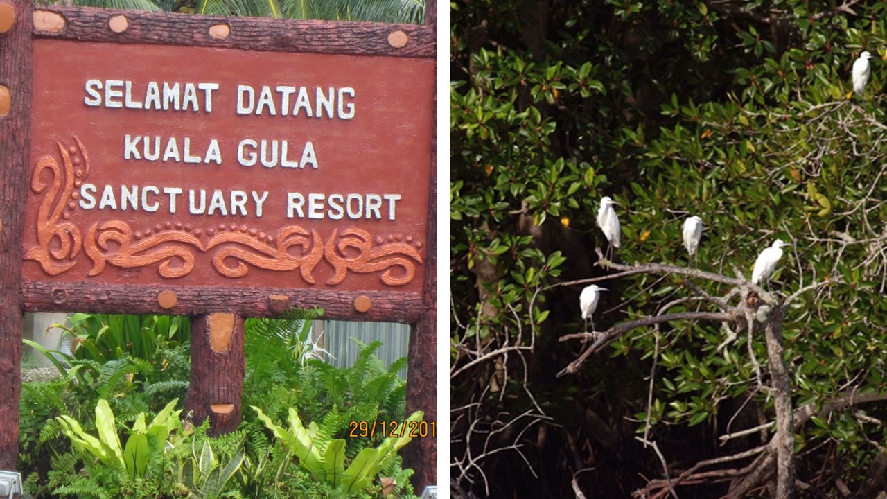 bird watching kuala gula