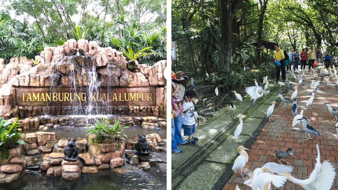 bird watching taman burung