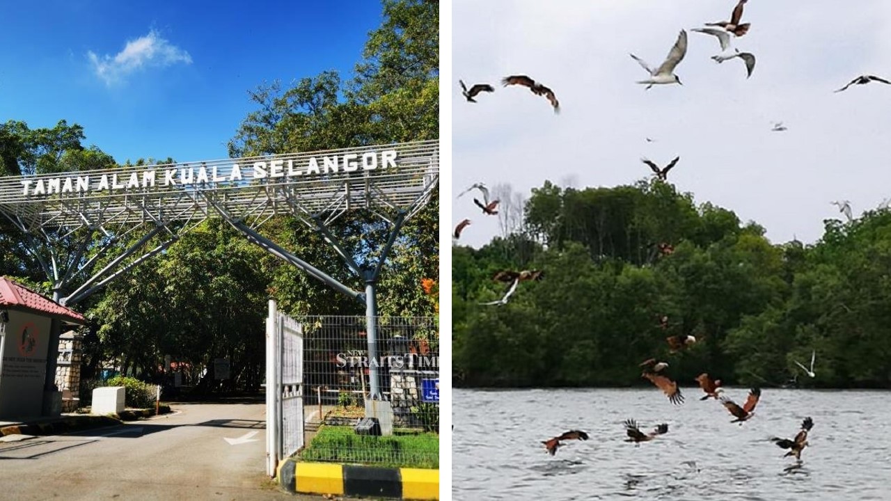 bird watching nature park