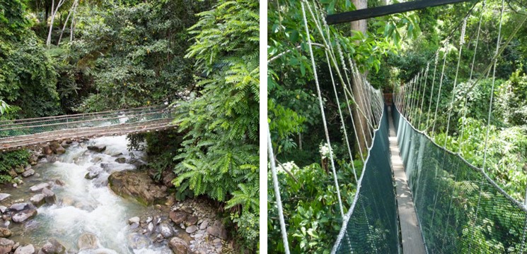 Poring Treetop Canopy Walk