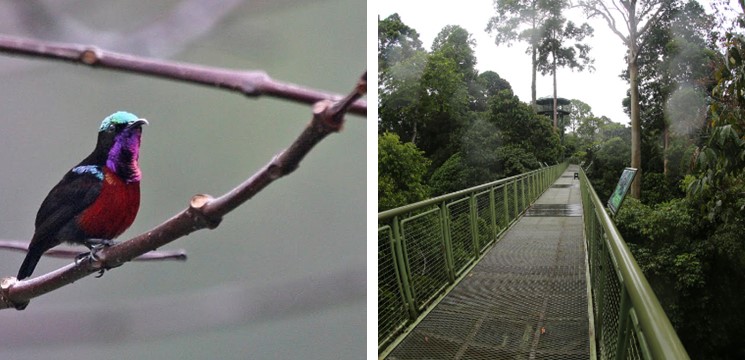 Canopy Walk RDC