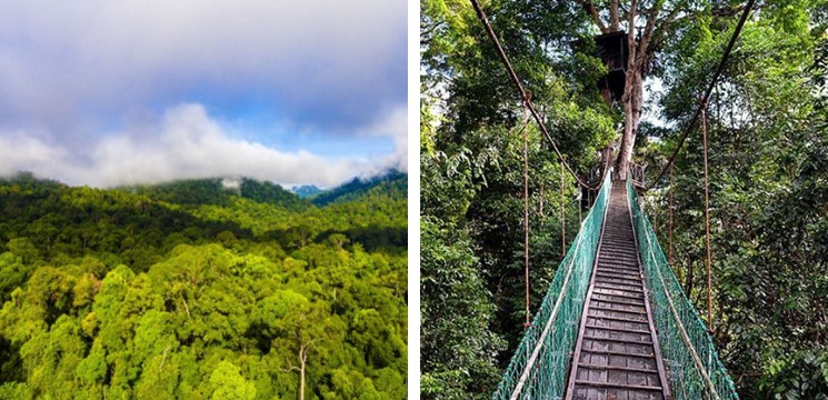 Maliau Basin Canopy Walk