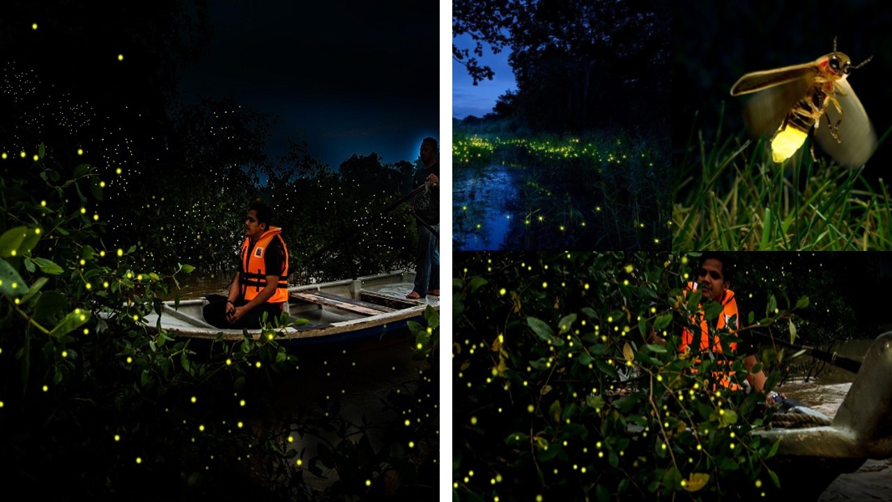fireflies kota belud