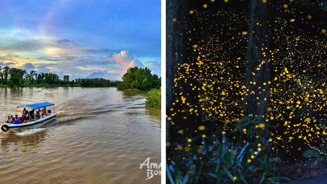 fireflies sungai klias