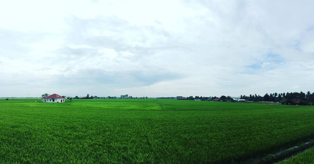 sawah padi sekinchan