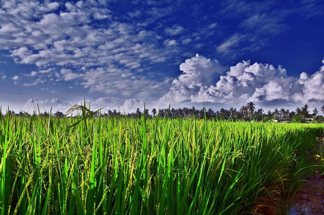 2023) 13 Tempat Menarik di Sekinchan yang WAJIB Singgah