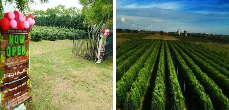 ladang teh sekinchan