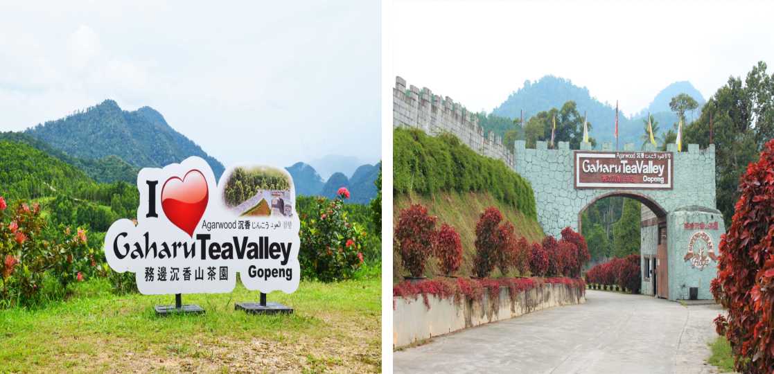 HOGA, Gaharu Tea Valley Gopeng