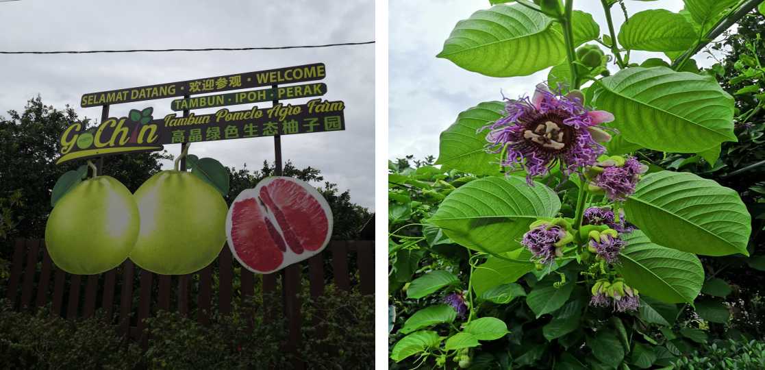 Tambun Pomelo GoChin Agro Farm