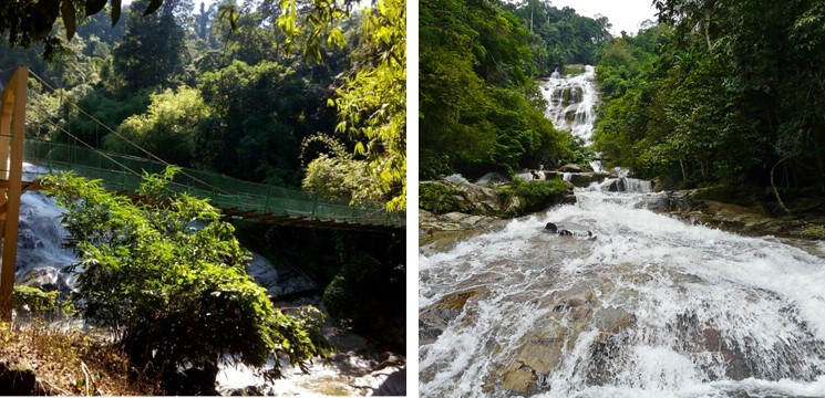 lata kijang foto