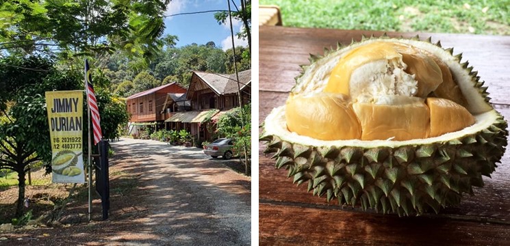 CariDestinasi Jimmy's Durian Orchard
