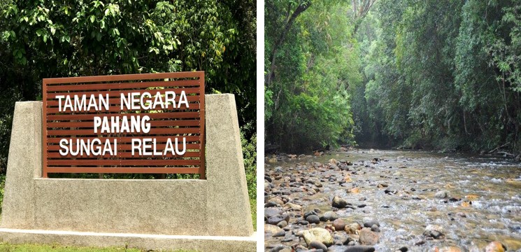 taman negara sungai relau