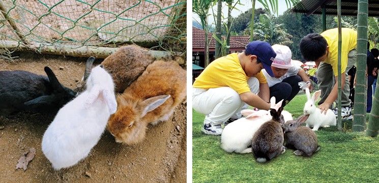 Rabbit Farm